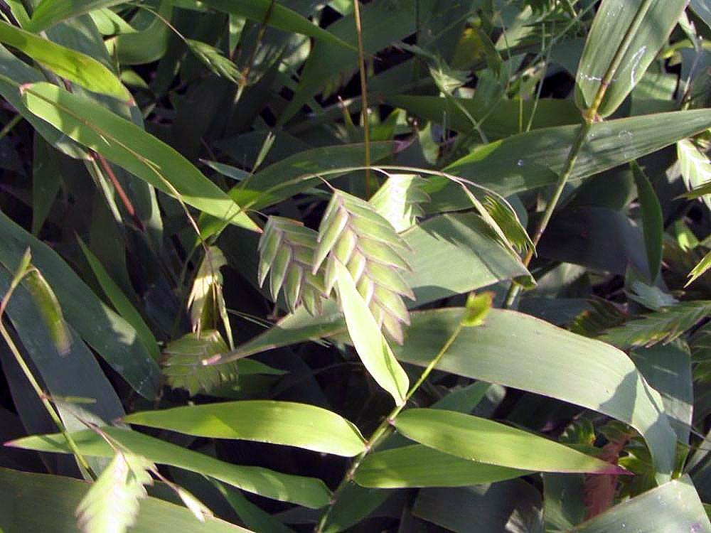 Inland Sea Oats (Chasmanthium latifolium) - PlantNative.org Broad blades and hanging seed heads of inland sea oats in a Virginia nursery.