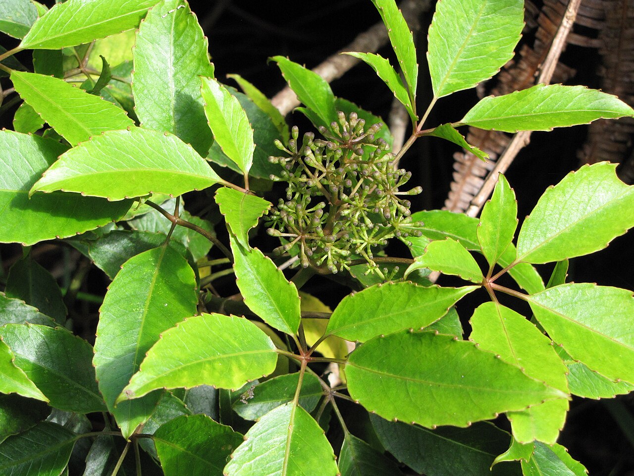 ʻŌlapa compound leaves and developing flower clusters