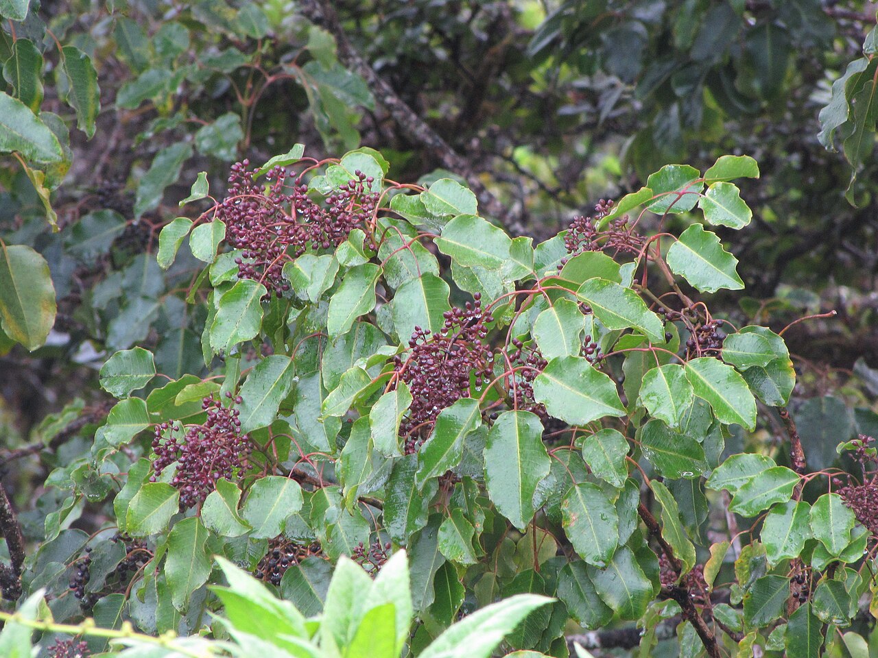 ʻŌlapa leaves and clusters of dark fruit