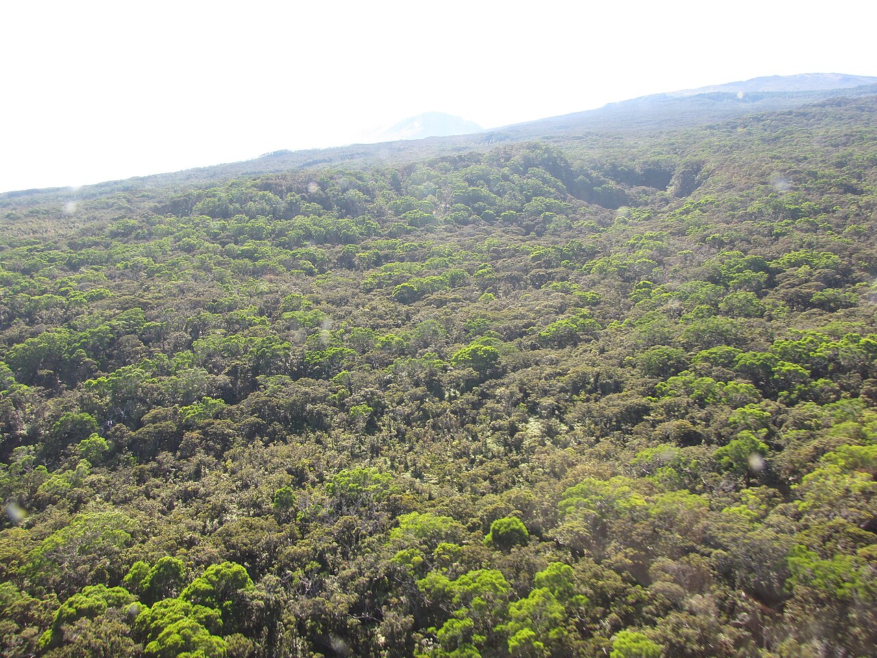 Native forest habitat containing ʻōlapa in Koolau Forest Reserve on Maui