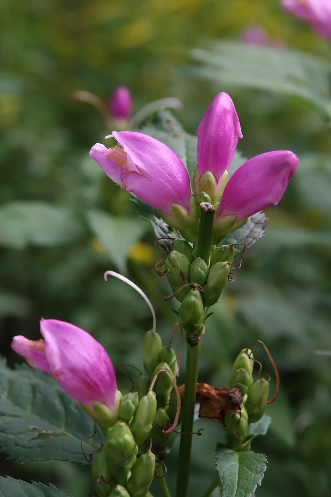 Pink Turtlehead (Chelone lyonii) - PlantNative.org Pink turtlehead flowers at the North Carolina Arboretum, Asheville; cultivated plant.