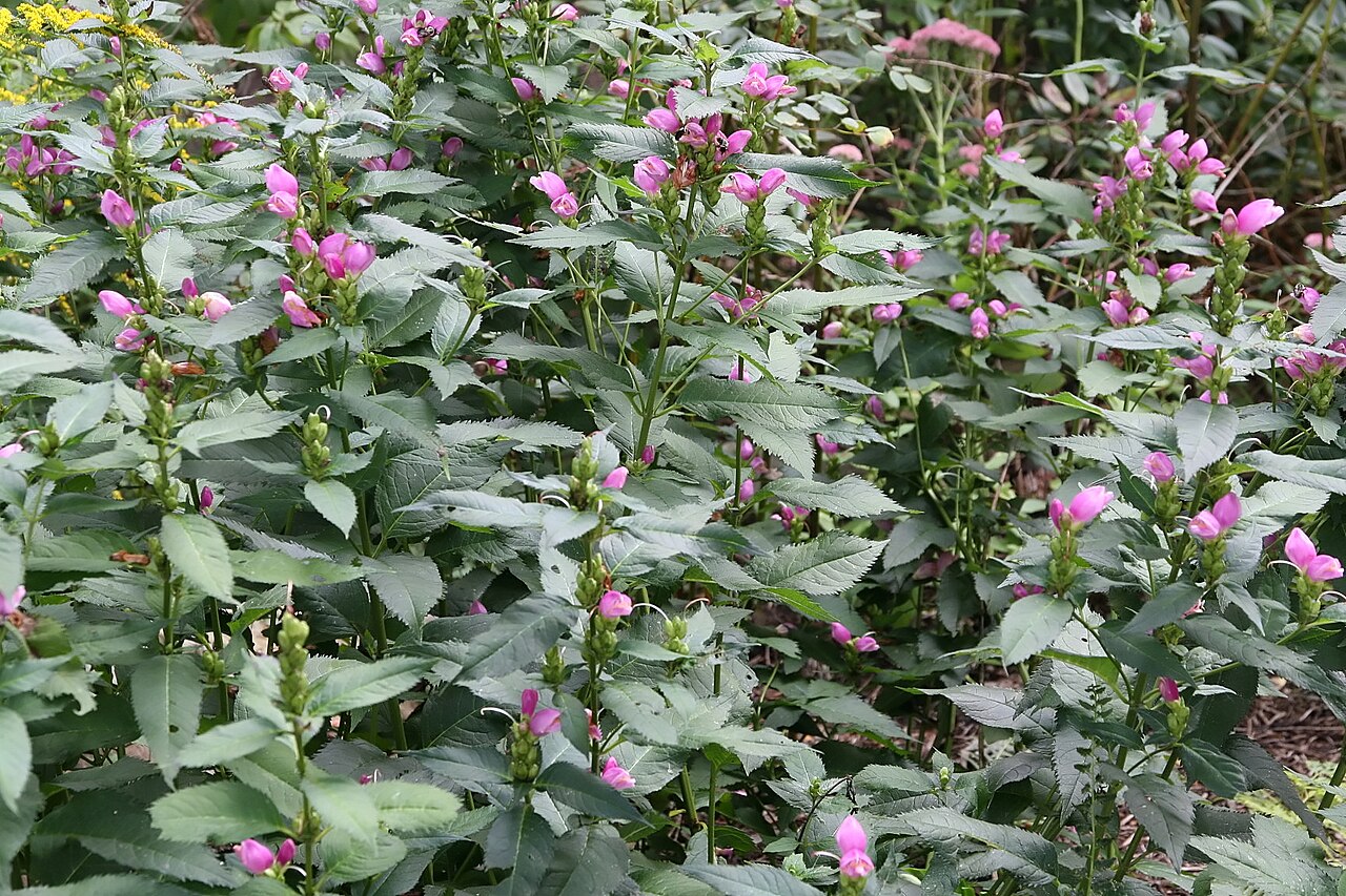 Pink Turtlehead (Chelone lyonii) - PlantNative.org A flowering pink turtlehead planting at the North Carolina Arboretum.