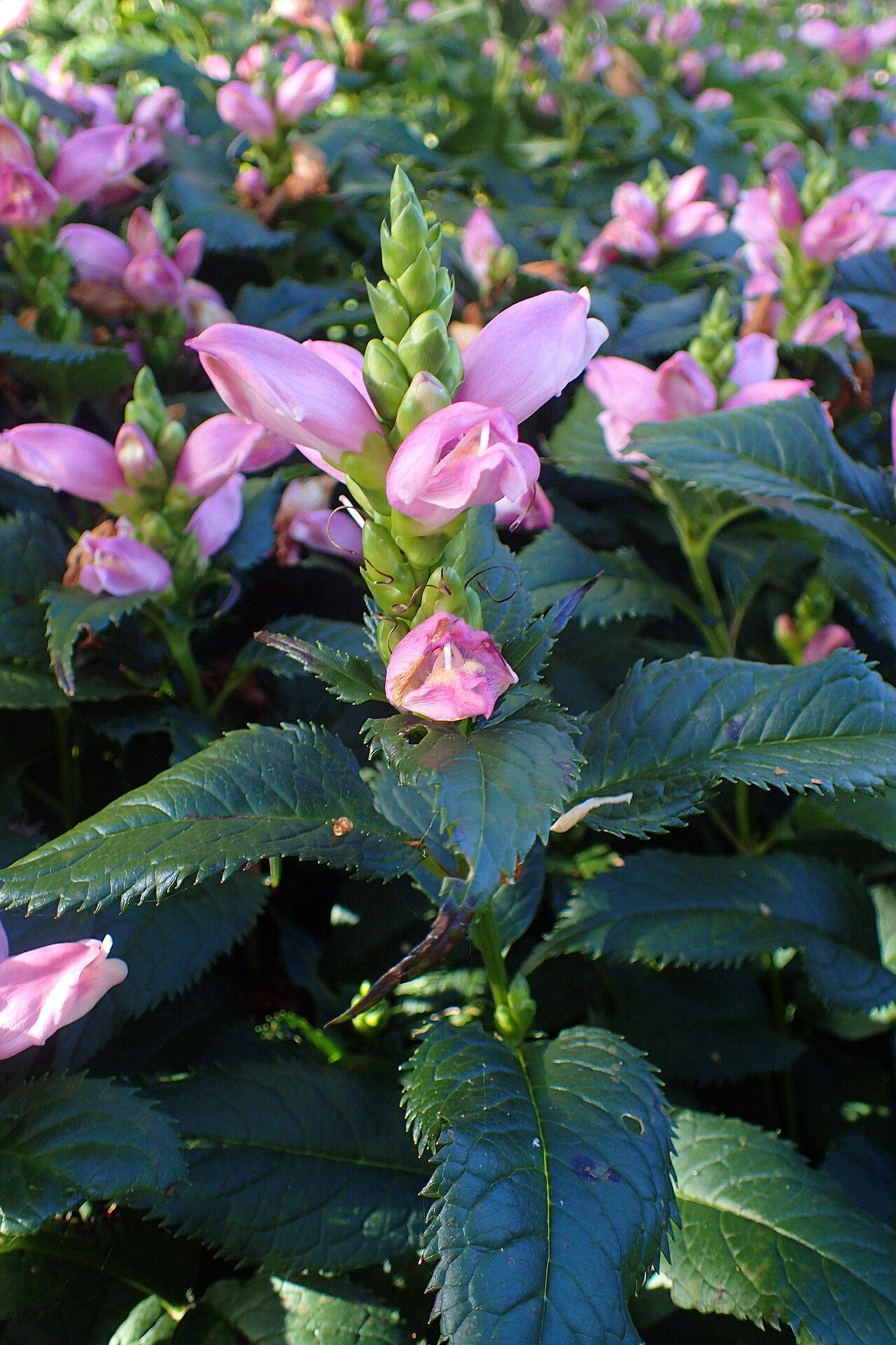 Pink Turtlehead (Chelone lyonii) - PlantNative.org Pink turtlehead flowers and toothed leaves at Chicago Botanic Garden; cultivation here does not establish Illinois nativity.
