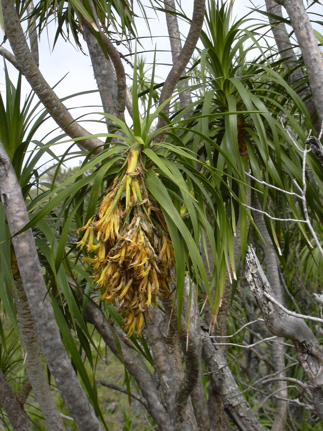 Hala Pepe (Dracaena auwahiensis) - PlantNative.org Halapepe greenish-yellow flowers and narrow leaves at Auwahi on Maui
