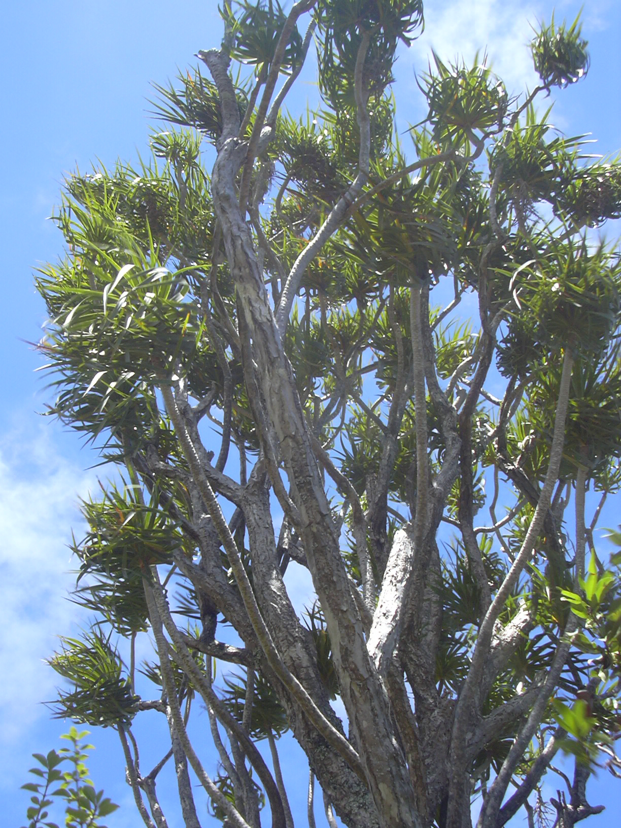 Hala Pepe (Dracaena auwahiensis) - PlantNative.org Halapepe branching crown and leaf clusters at Auwahi