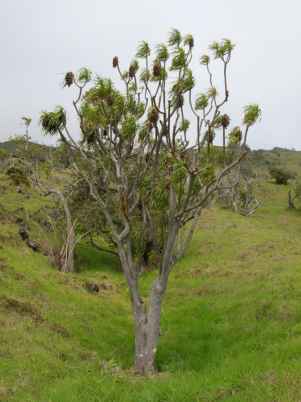 Hala Pepe (Dracaena auwahiensis) - PlantNative.org Mature halapepe tree in the Auwahi landscape on Maui
