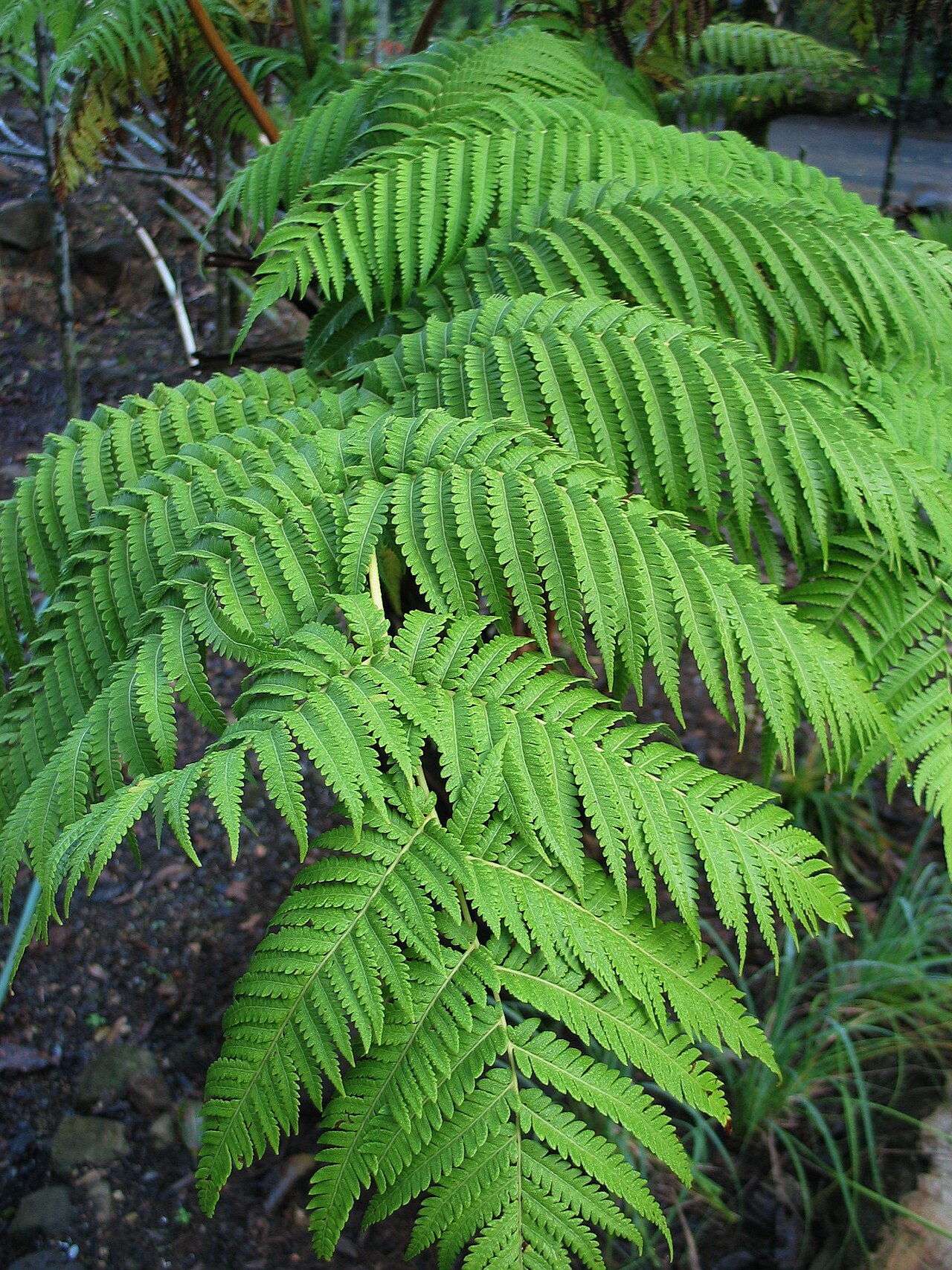 Hāpuʻu Pulu (Cibotium glaucum) - PlantNative.org Hāpuʻu pulu arching green fronds on a cultivated Oʻahu plant