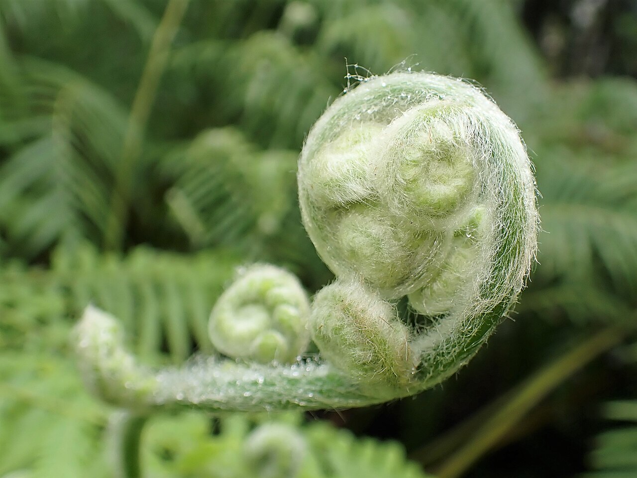 Hāpuʻu Pulu (Cibotium glaucum) - PlantNative.org Unfurling hāpuʻu pulu croziers on a cultivated plant