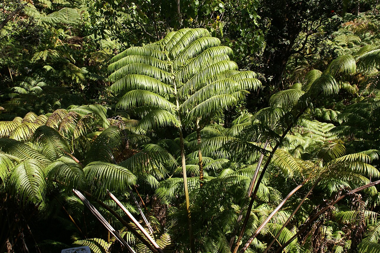 Hāpuʻu Pulu (Cibotium glaucum) - PlantNative.org Hāpuʻu pulu tree fern in Hawaiʻi Volcanoes National Park