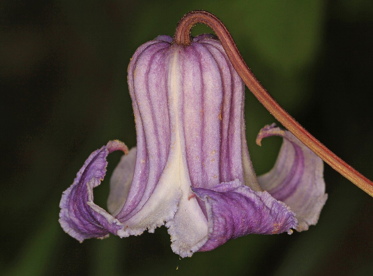 Swamp Leatherflower (Clematis crispa) - PlantNative.org Swamp leatherflower bell with recurved purple sepals in Catahoula National Wildlife Refuge, Louisiana