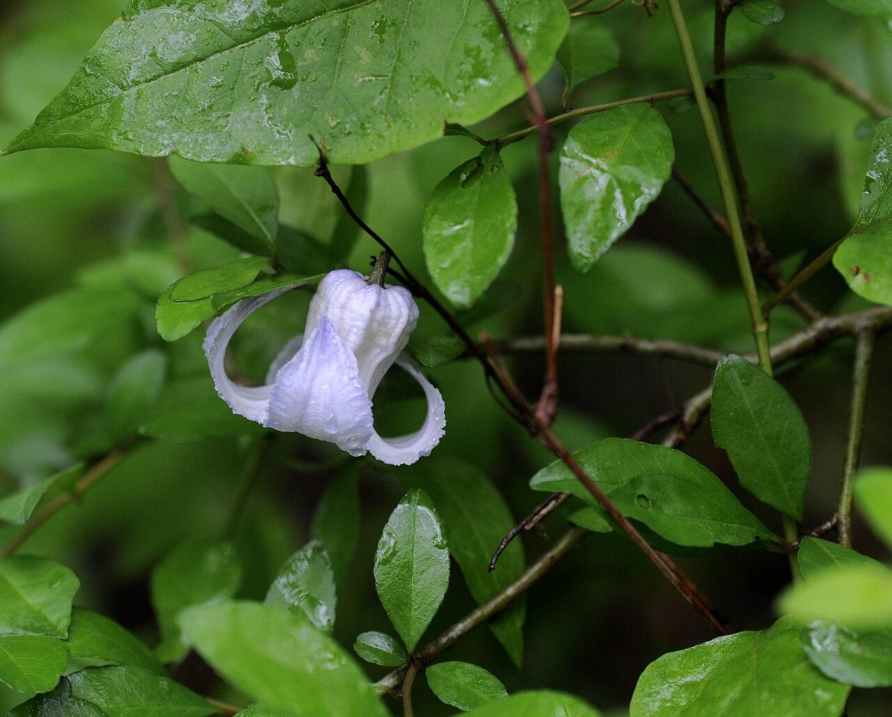 Swamp Leatherflower (Clematis crispa) - PlantNative.org Swamp leatherflower foliage and pale bell in Gillam Park, Arkansas