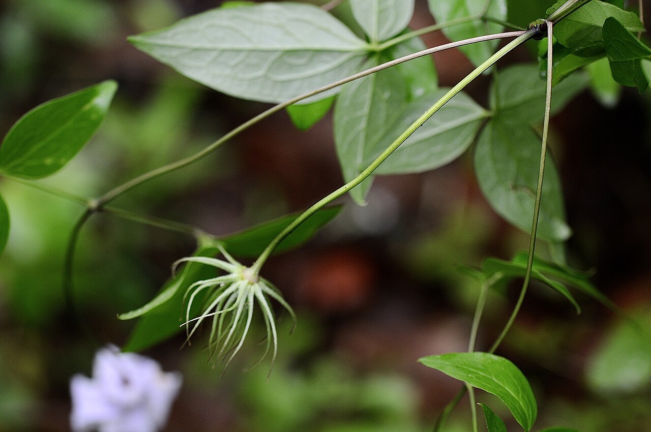 Swamp Leatherflower (Clematis crispa) - PlantNative.org Swamp leatherflower developing seed head and leaves in Gillam Park, Arkansas