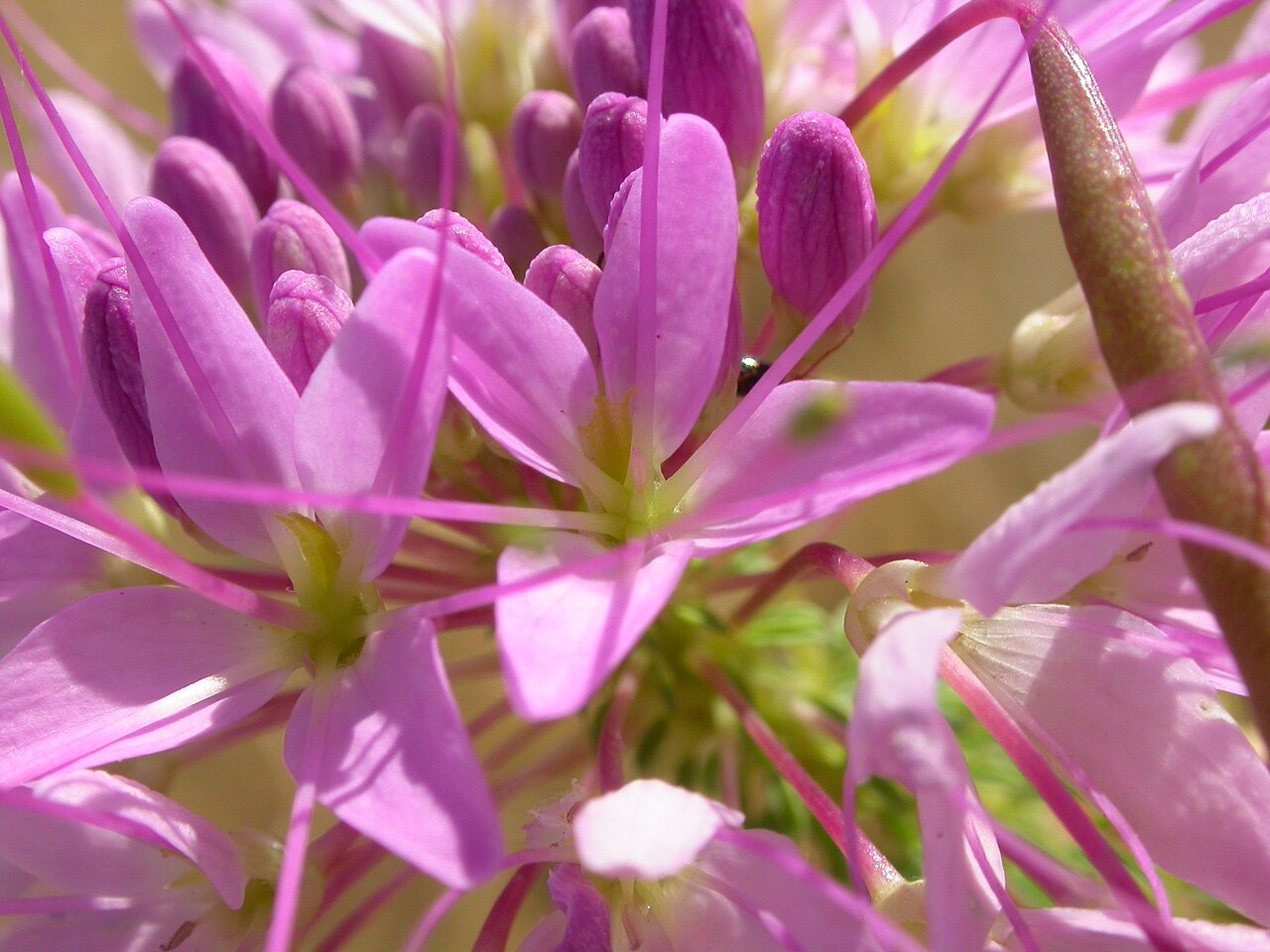 Rocky Mountain Beeplant (Cleomella serrulata) - PlantNative.org Cleomella serrulata flowers