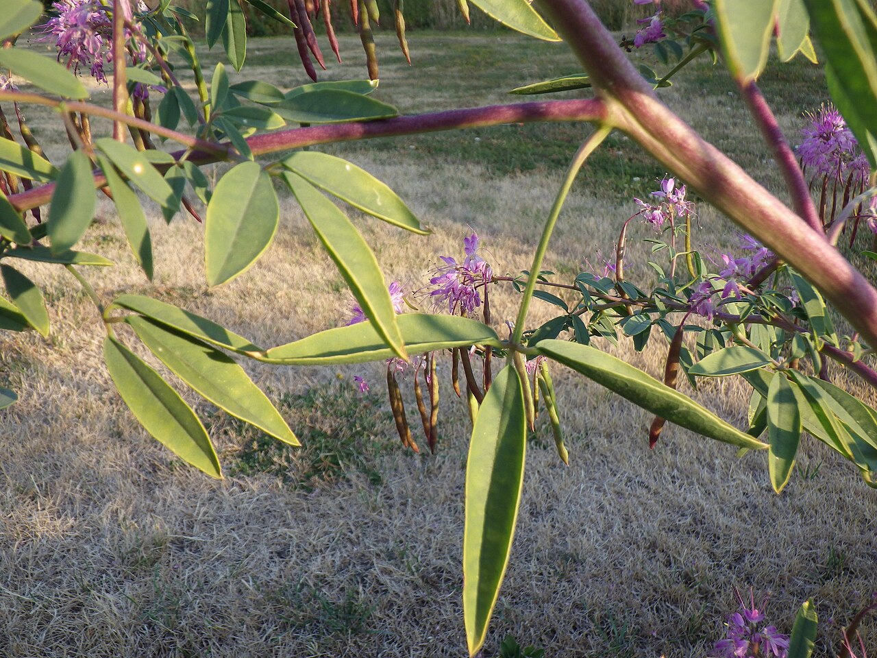 Rocky Mountain Beeplant (Cleomella serrulata) - PlantNative.org Cleomella serrulata foliage and growth habit