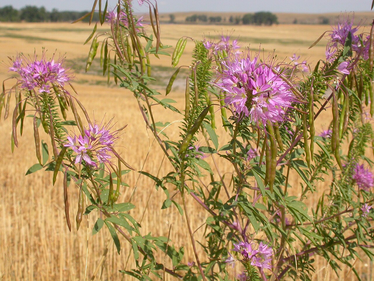 Rocky Mountain Beeplant (Cleomella serrulata) - PlantNative.org Cleomella serrulata growth and seasonal features