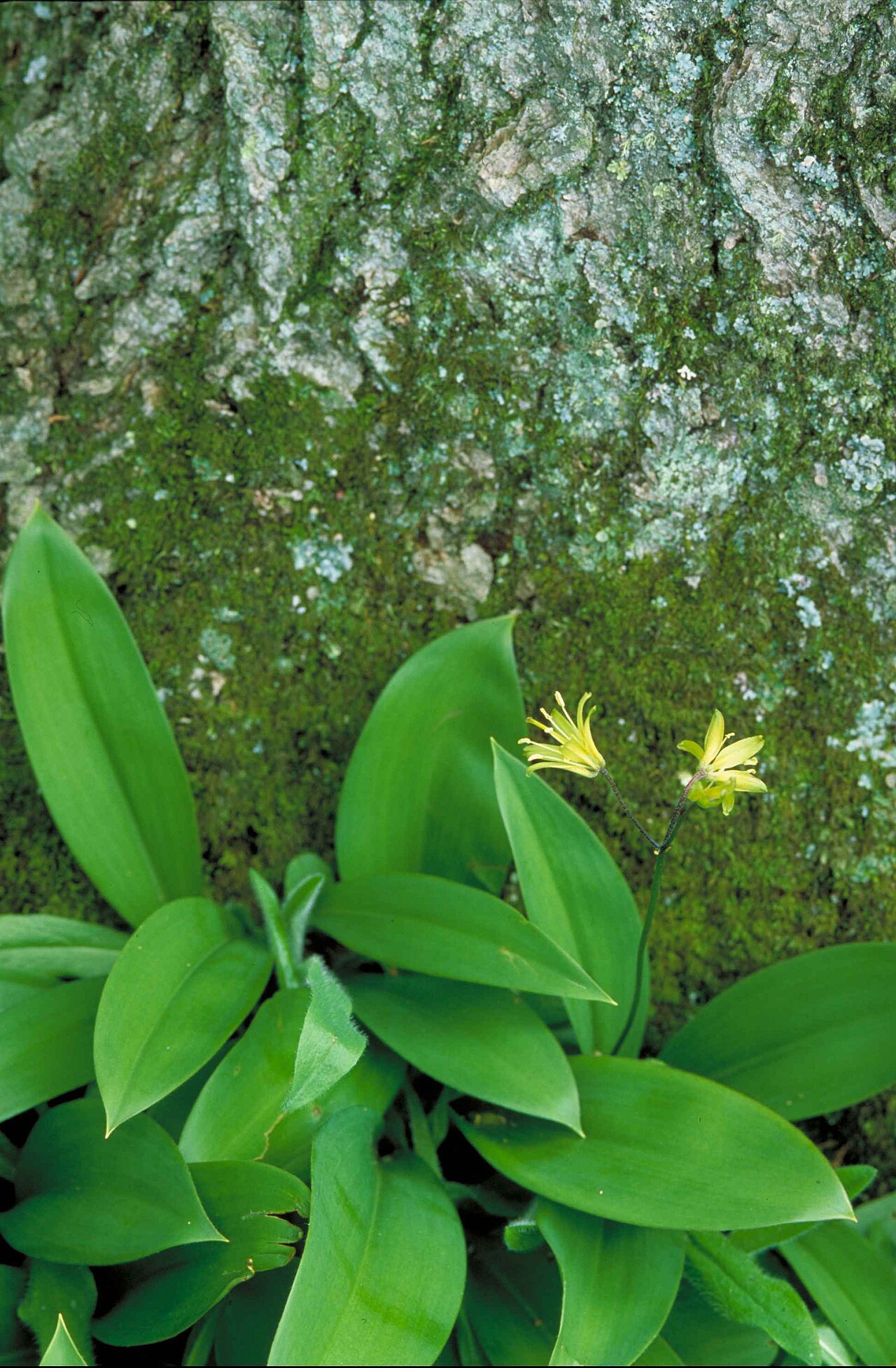 Bluebead Lily (Clintonia borealis) - PlantNative.org Bluebead lily’s yellow flowers above broad green leaves; photograph by Thomas G. Barnes, U.S. Fish and Wildlife Service.
