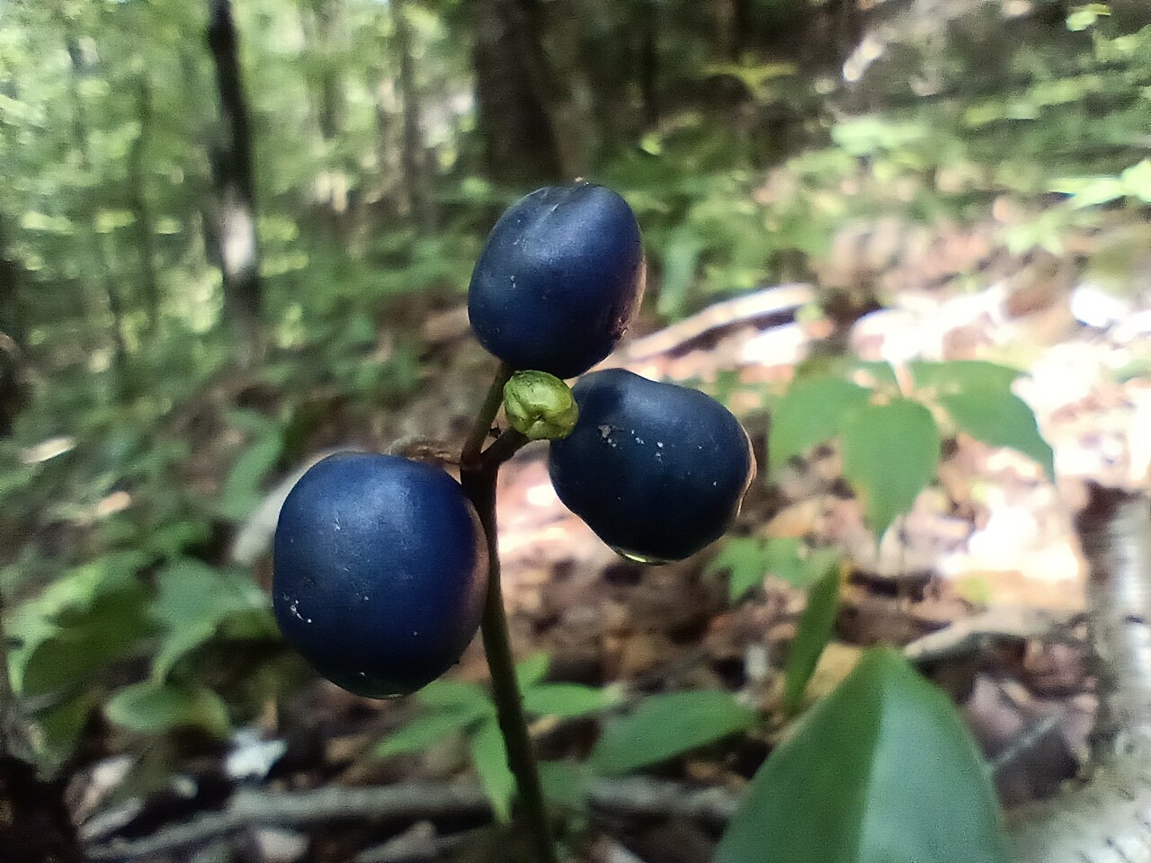 Bluebead Lily (Clintonia borealis) - PlantNative.org The distinctive dark blue fruits of Clintonia borealis.