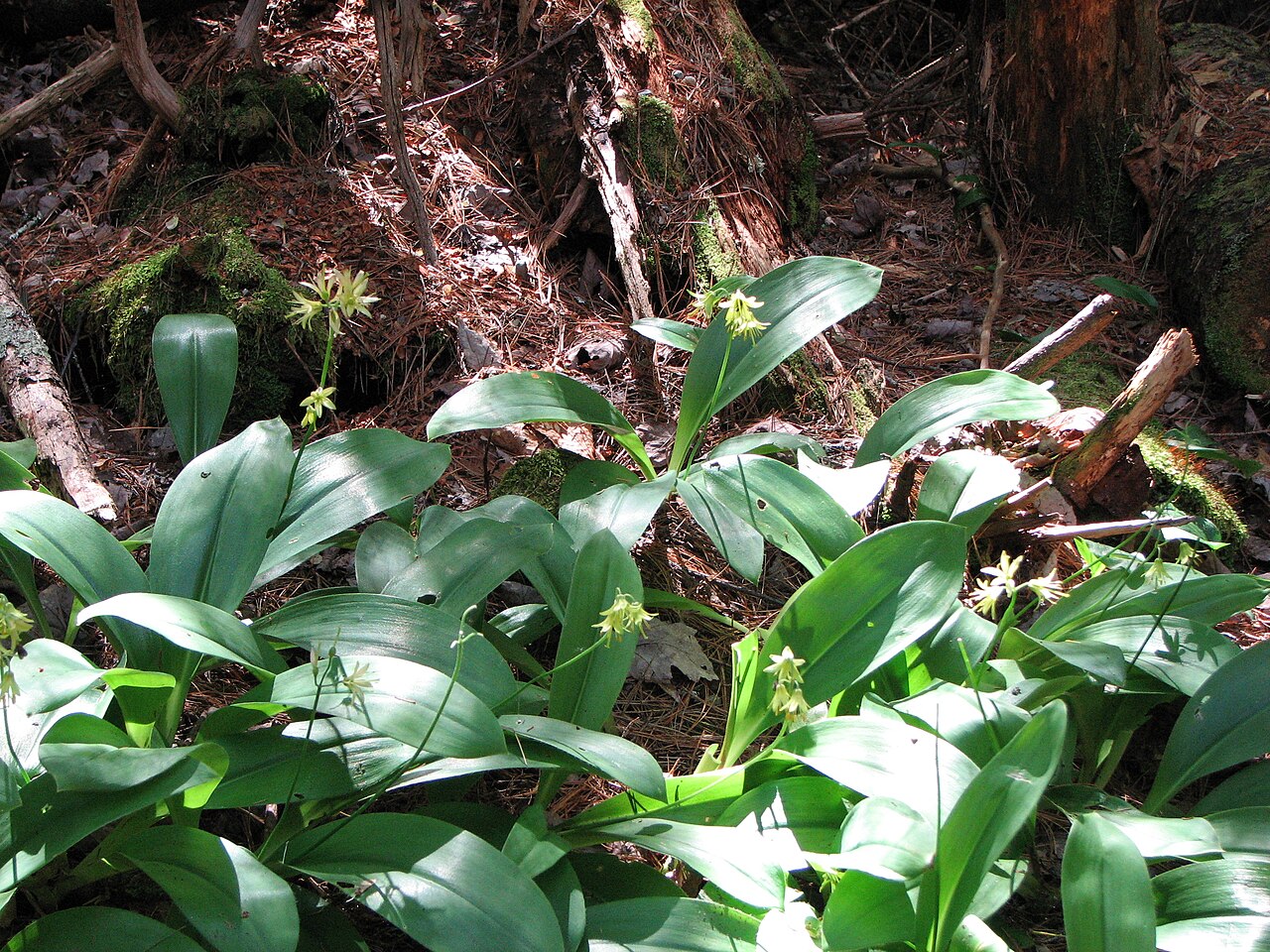 Bluebead Lily (Clintonia borealis) - PlantNative.org A flowering bluebead lily colony at Moose Point State Park, Maine.