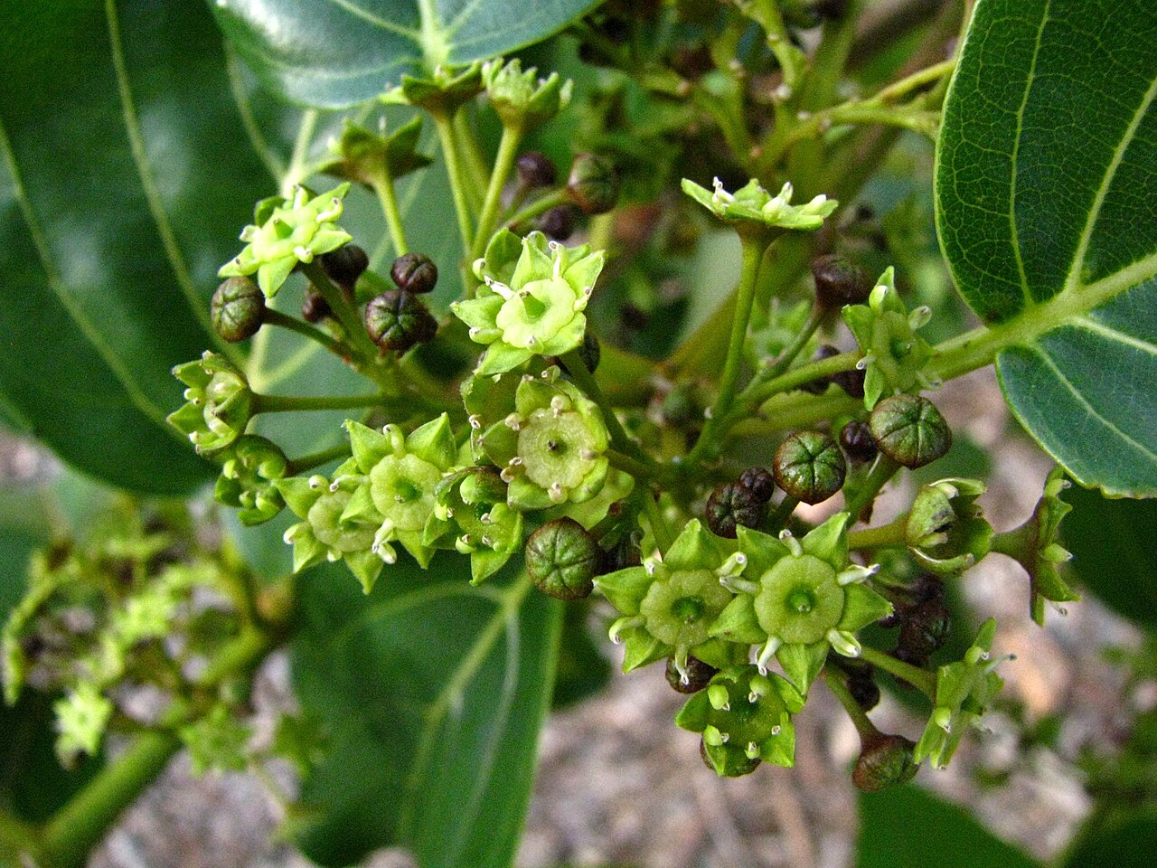 Kauila (Colubrina oppositifolia) - PlantNative.org Small greenish kauila flowers and glossy leaves