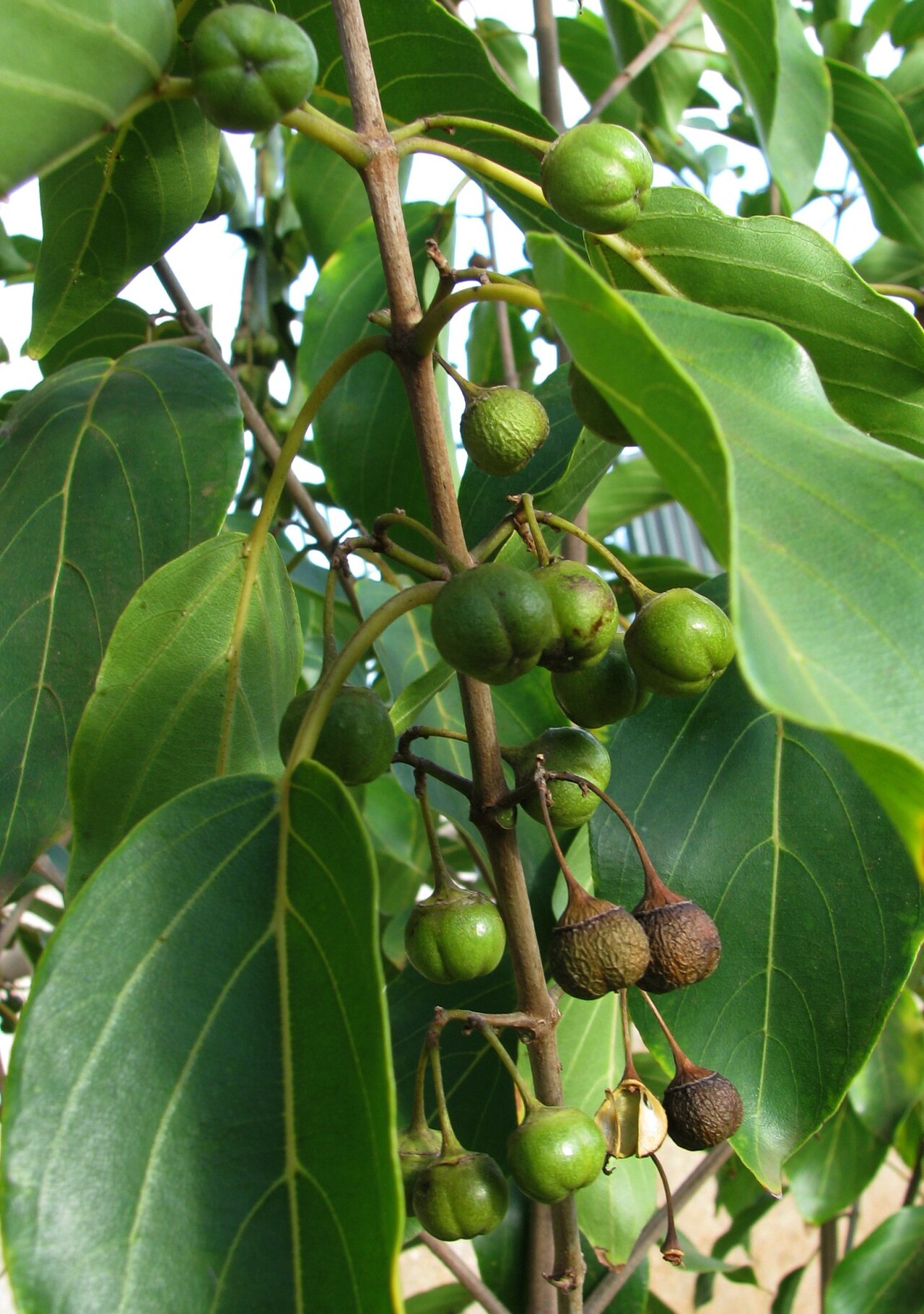 Kauila (Colubrina oppositifolia) - PlantNative.org Kauila foliage with green and mature woody fruits