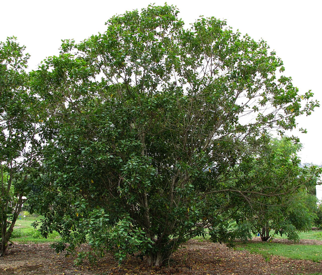 Kauila (Colubrina oppositifolia) - PlantNative.org Kauila tree cultivated on Oʻahu from Hawaiʻi Island stock