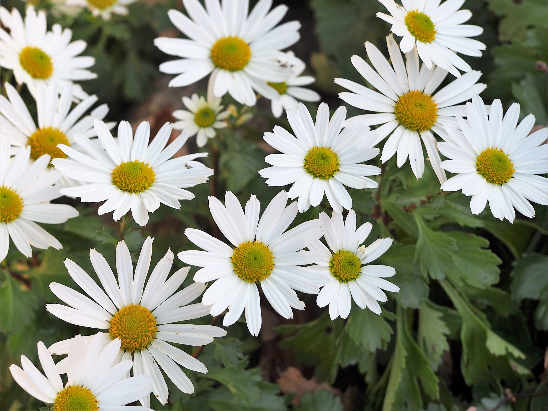 Arctic Daisy (Arctanthemum arcticum) - PlantNative.org White Arctic daisy flower heads with yellow centers in cultivation at Wroclaw