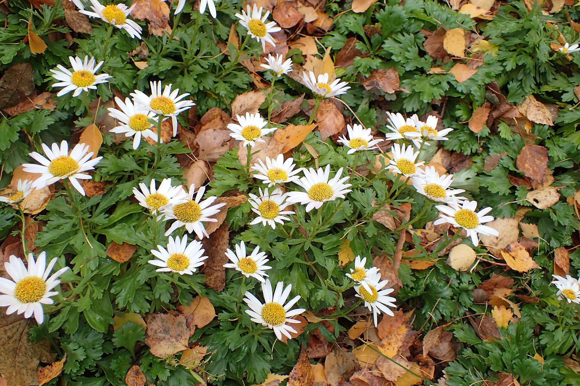Arctic Daisy (Arctanthemum arcticum) - PlantNative.org Lobed Arctic daisy leaves and flower heads in the Lublin botanical garden