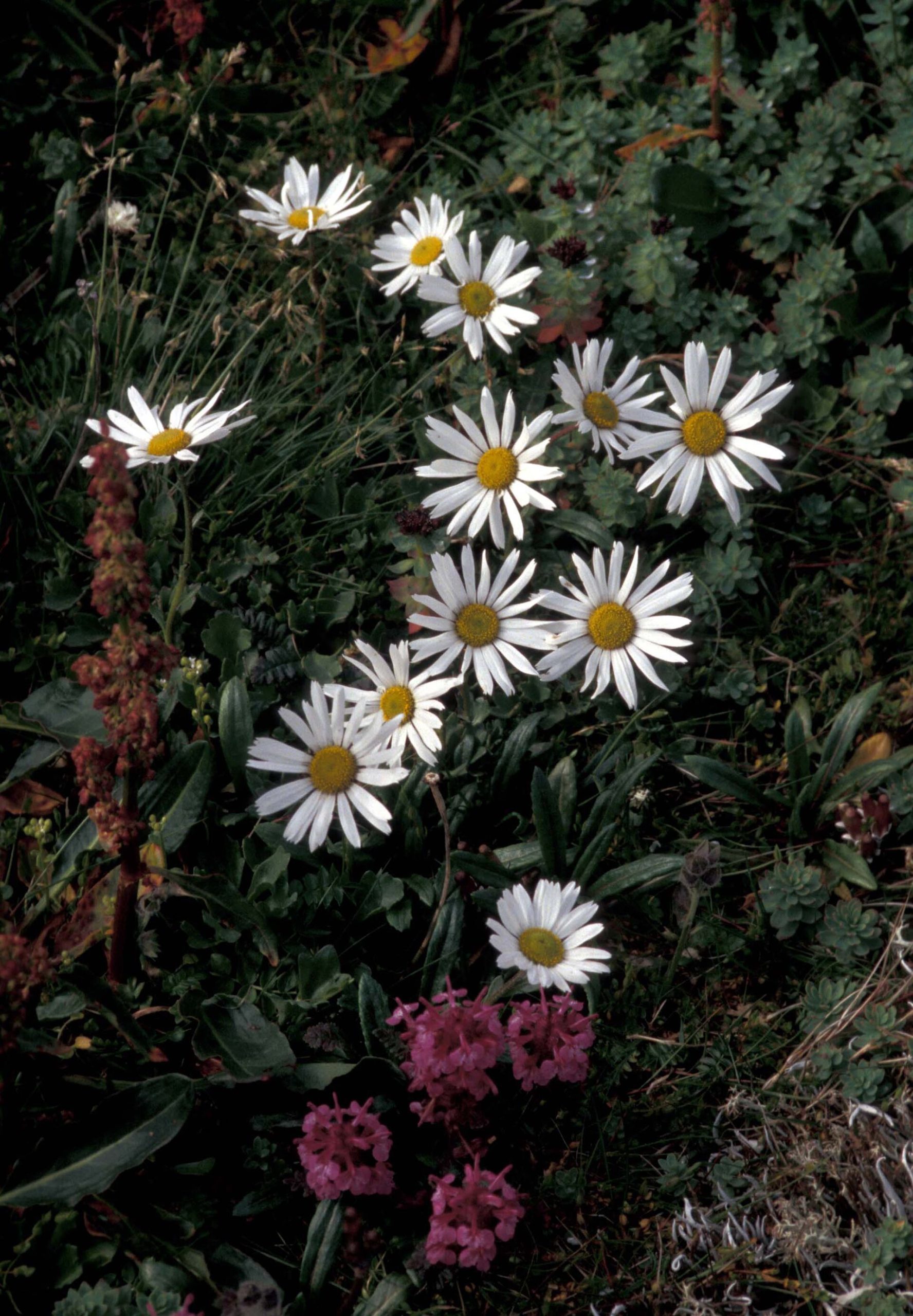Arctic Daisy (Arctanthemum arcticum) - PlantNative.org Wild Arctic daisies and lousewort on Hall Island Alaska