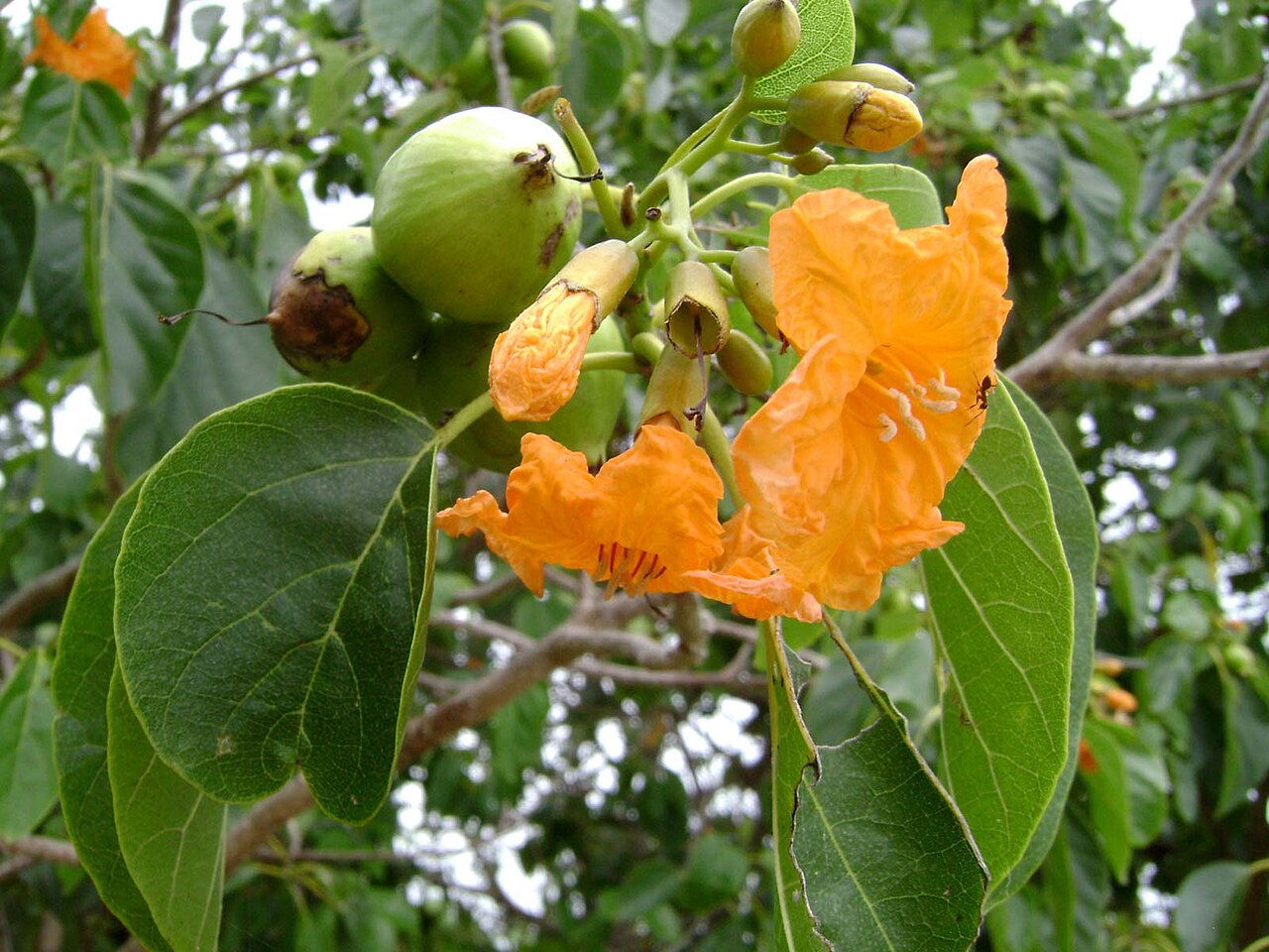 Orange kou flowers with rounded fruits and broad leaves