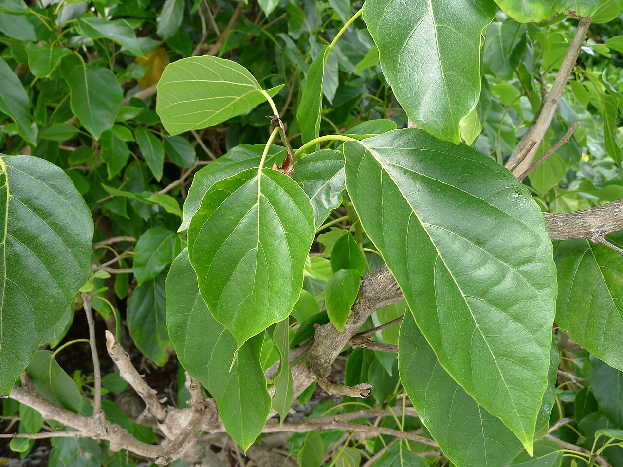 Broad green kou leaves