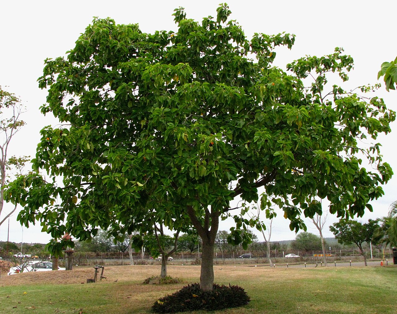Mature kou shade tree cultivated on Oʻahu