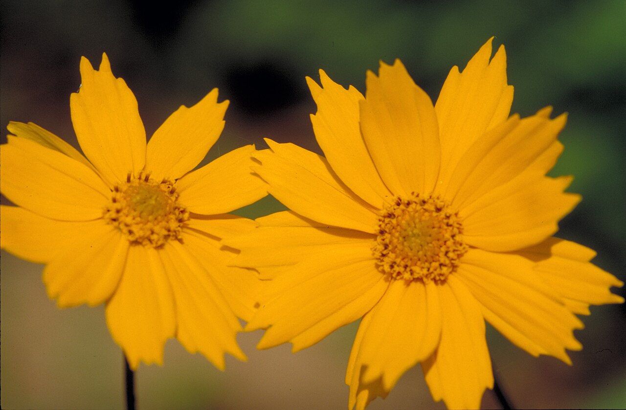 Mouse-eared Coreopsis (Coreopsis auriculata) - PlantNative.org Yellow flower heads of mouse-eared coreopsis
