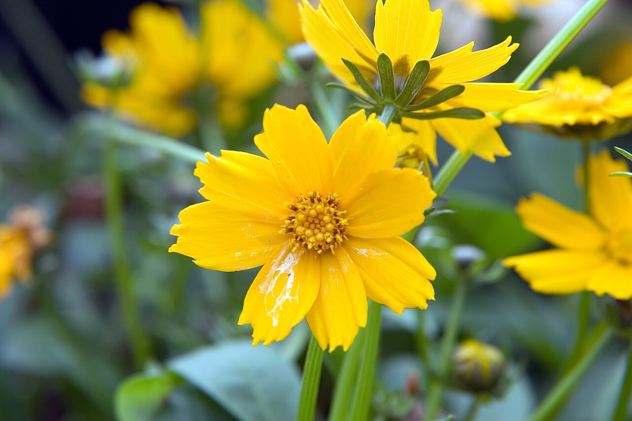 Mouse-eared Coreopsis (Coreopsis auriculata) - PlantNative.org The compact cultivar Nana in flower; garden selections can be shorter than the species