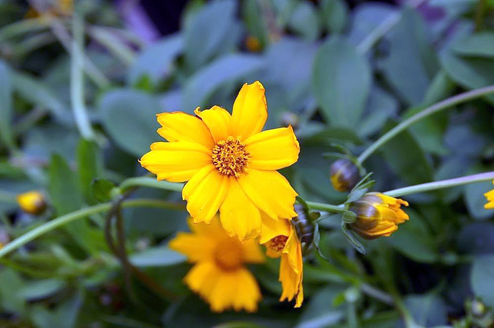 Mouse-eared Coreopsis (Coreopsis auriculata) - PlantNative.org Another view of Nana, showing buds and flowering stems