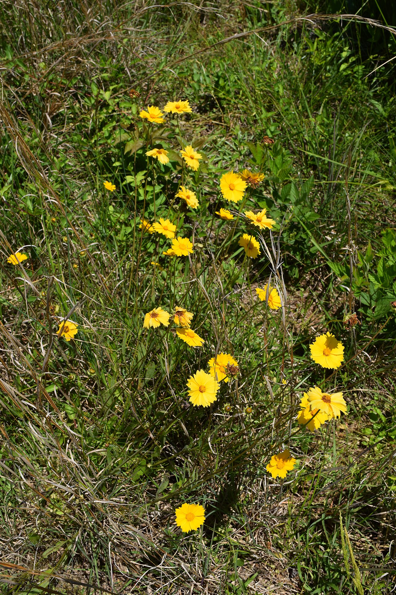 Coreopsis lanceolata (lance-leaved coreopsis) flowering at the University of Mississippi Field Station