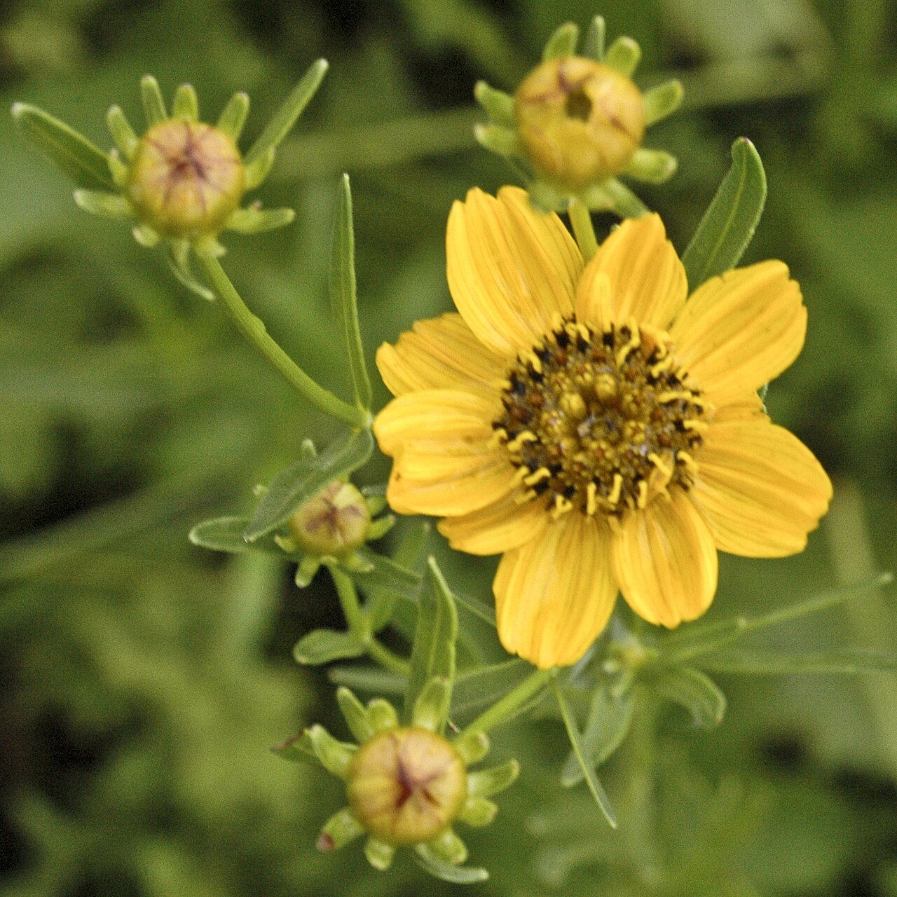 close up image of Coreopsis palmata PRAIRIE COREOPSIS at the James woodworth Prairie Preserve - a specimen showing one full bloom, one bud starting to open, and three more buds about to
