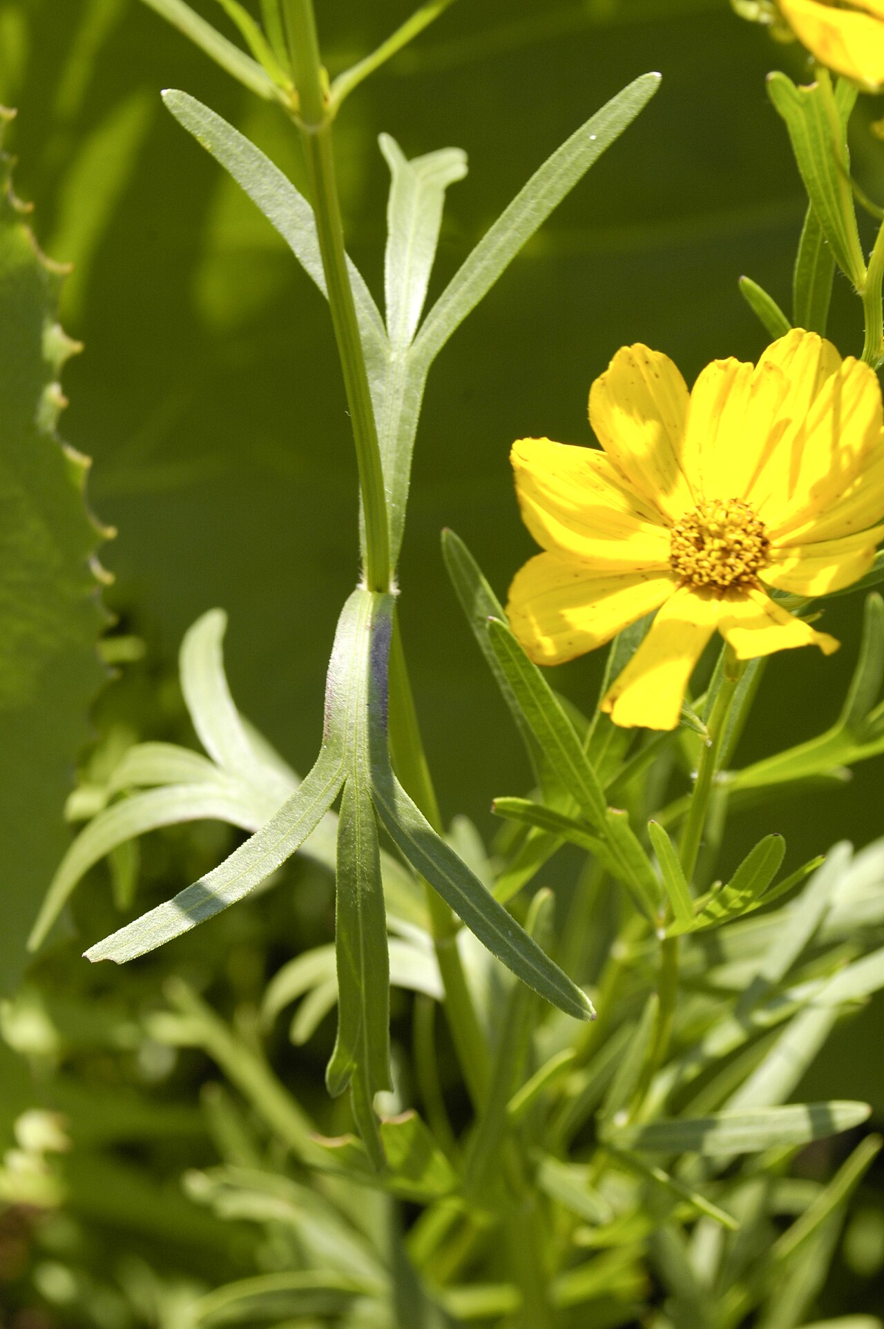 close up image of Coreopsis palmata PRAIRIE COREOPSIS at the James woodworth Prairie Preserve - one specimen showing stem and leaves detail