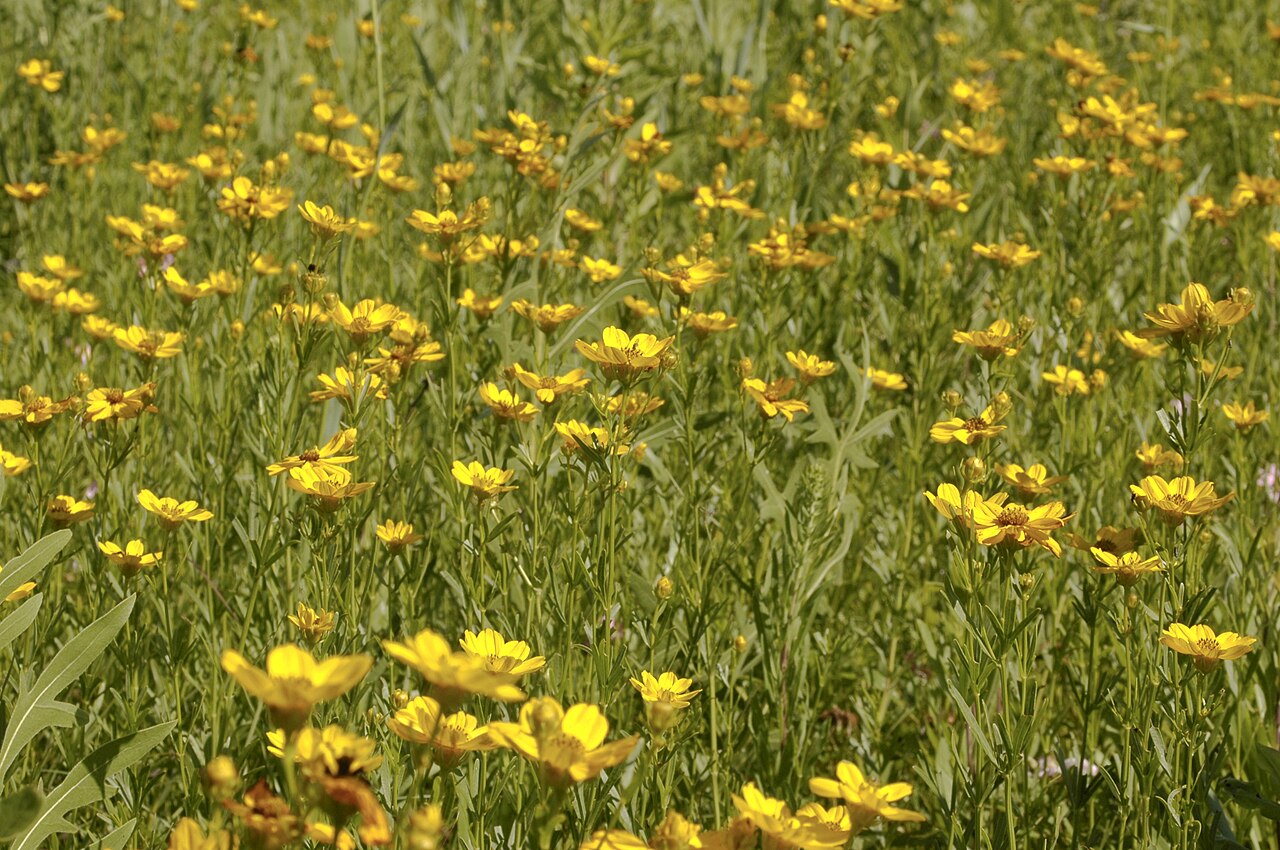 field image of Coreopsis palmata PRAIRIE COREOPSIS at the James woodworth Prairie Preserve - one of several stands on this prairie in full bloom