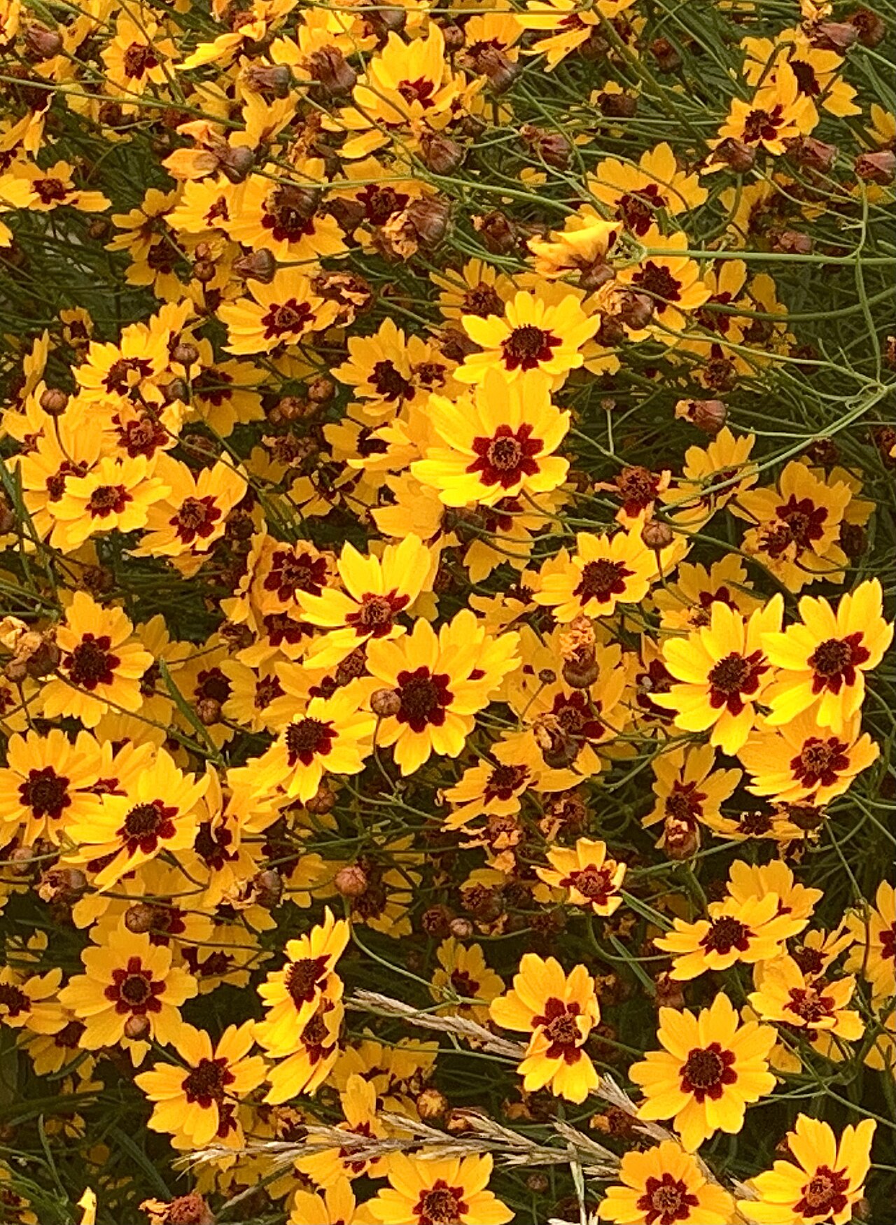 Plains coreopsis with yellow and maroon flower heads in Salina, Oklahoma.