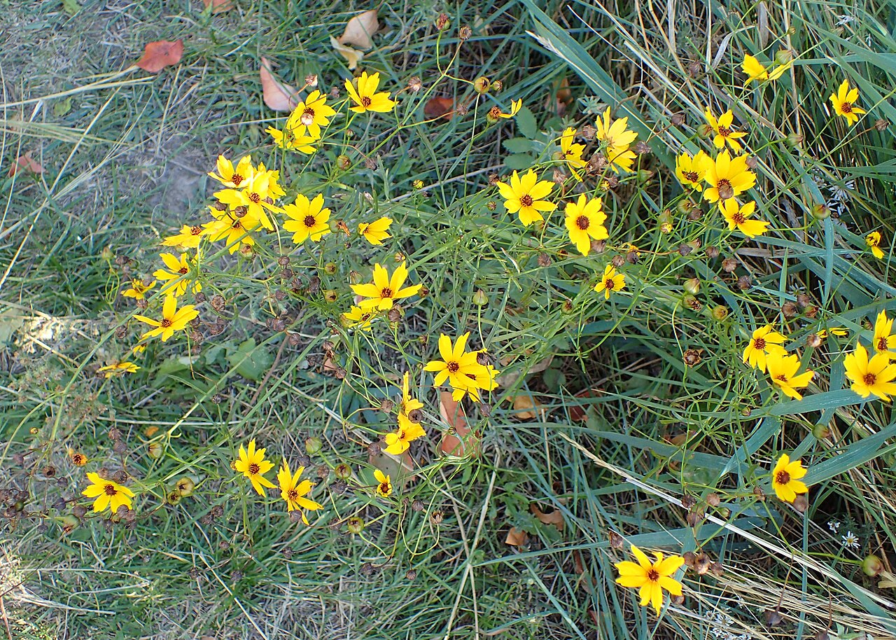 Fine foliage and branching habit of Coreopsis tinctoria at Buffalo Gap National Grassland Visitor Centre, South Dakota.