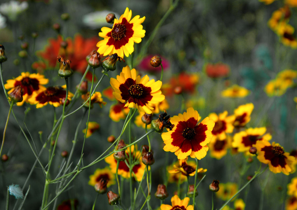 Yellow rays and dark centers of plains coreopsis flower heads.