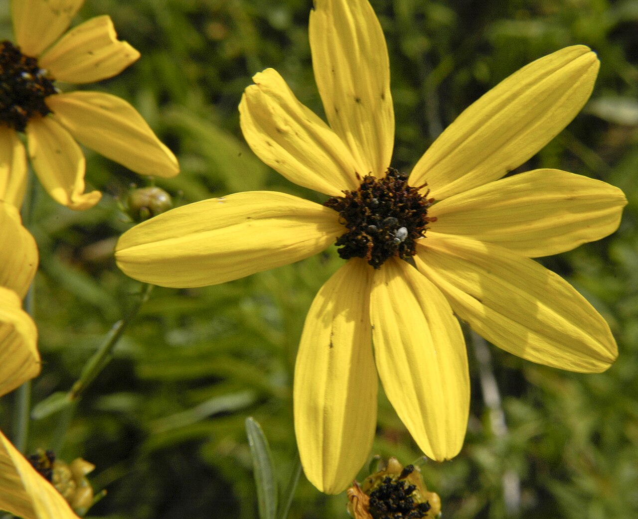 Tall Coreopsis (Anacis tripteris) - PlantNative.org Tall coreopsis flower head at James Woodworth Prairie Preserve, Illinois.