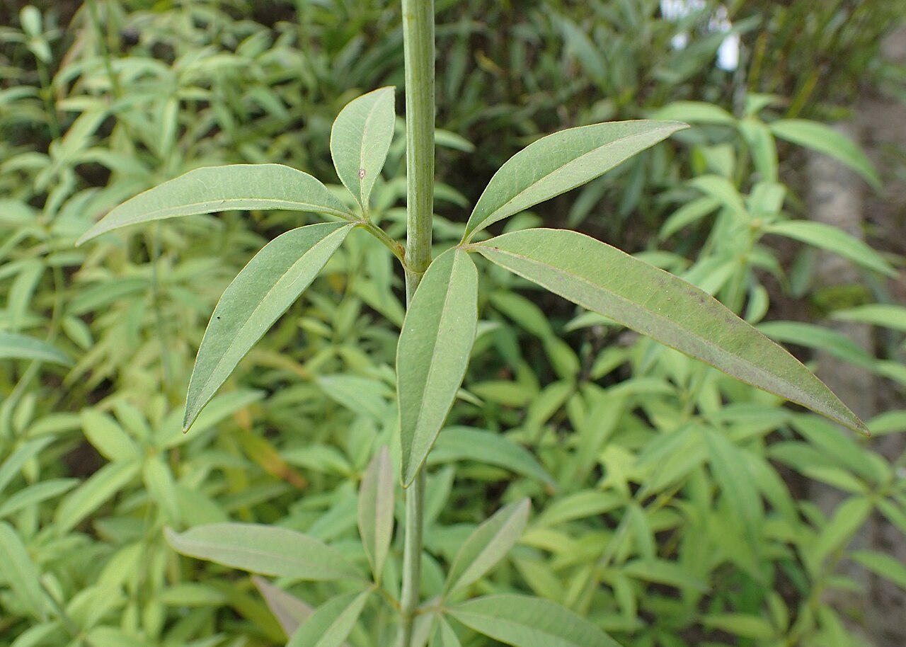 Tall Coreopsis (Anacis tripteris) - PlantNative.org Divided leaves of tall coreopsis in a botanical-garden specimen.