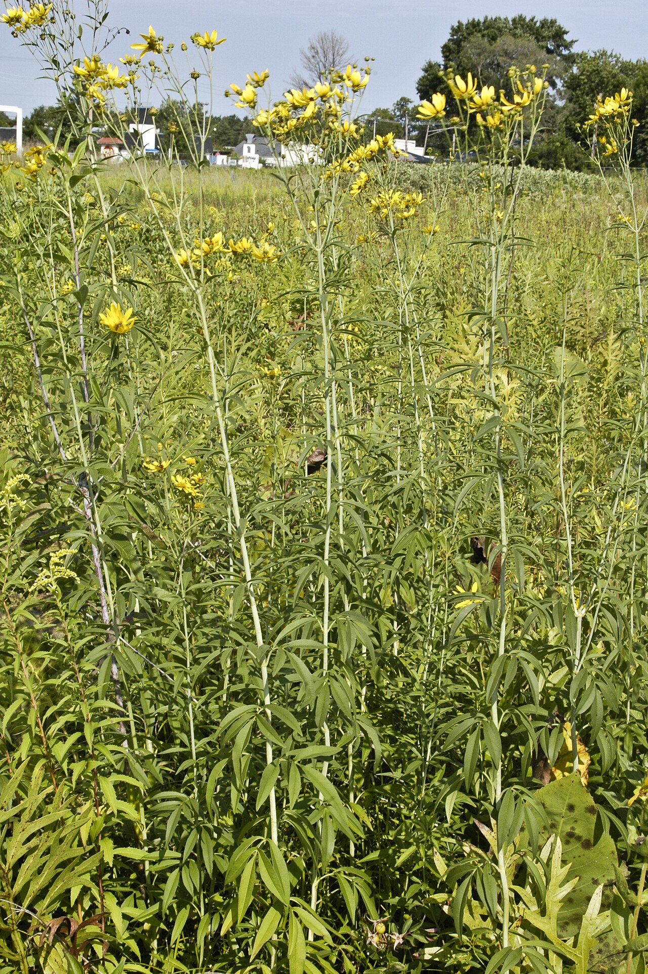 Tall Coreopsis (Anacis tripteris) - PlantNative.org Tall coreopsis in a prairie stand, showing its substantial mature stature.