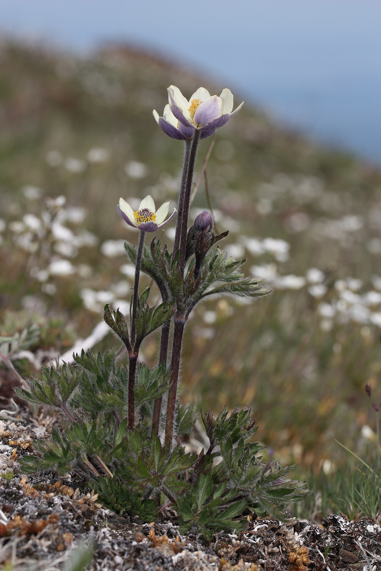 Cut-leaf Anemone (Anemone multifida) - PlantNative.org Cutleaf anemone (Anemone multifida) plant with cream and violet-blue flowers, silky hairy stems and dissected leaves on a windswept alpine slope