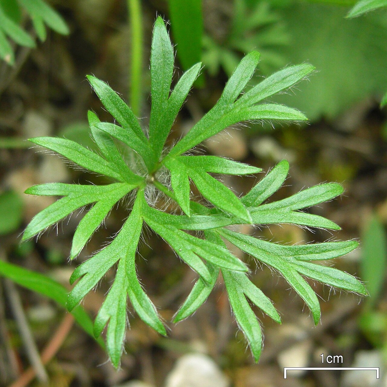 Cut-leaf Anemone (Anemone multifida) - PlantNative.org Palmately divided, hairy basal leaf of cutleaf anemone (Anemone multifida) with narrow pointed lobes