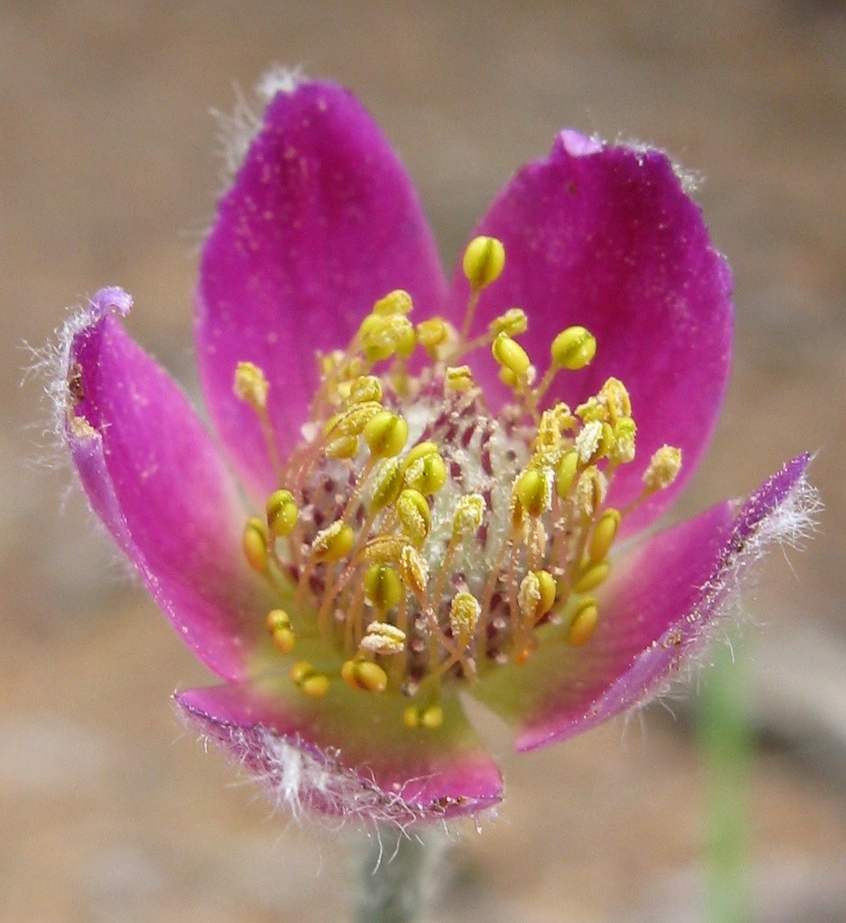 Cut-leaf Anemone (Anemone multifida) - PlantNative.org Close view of a cutleaf anemone (Anemone multifida) flower with pink sepals and a ring of yellow stamens around a woolly center