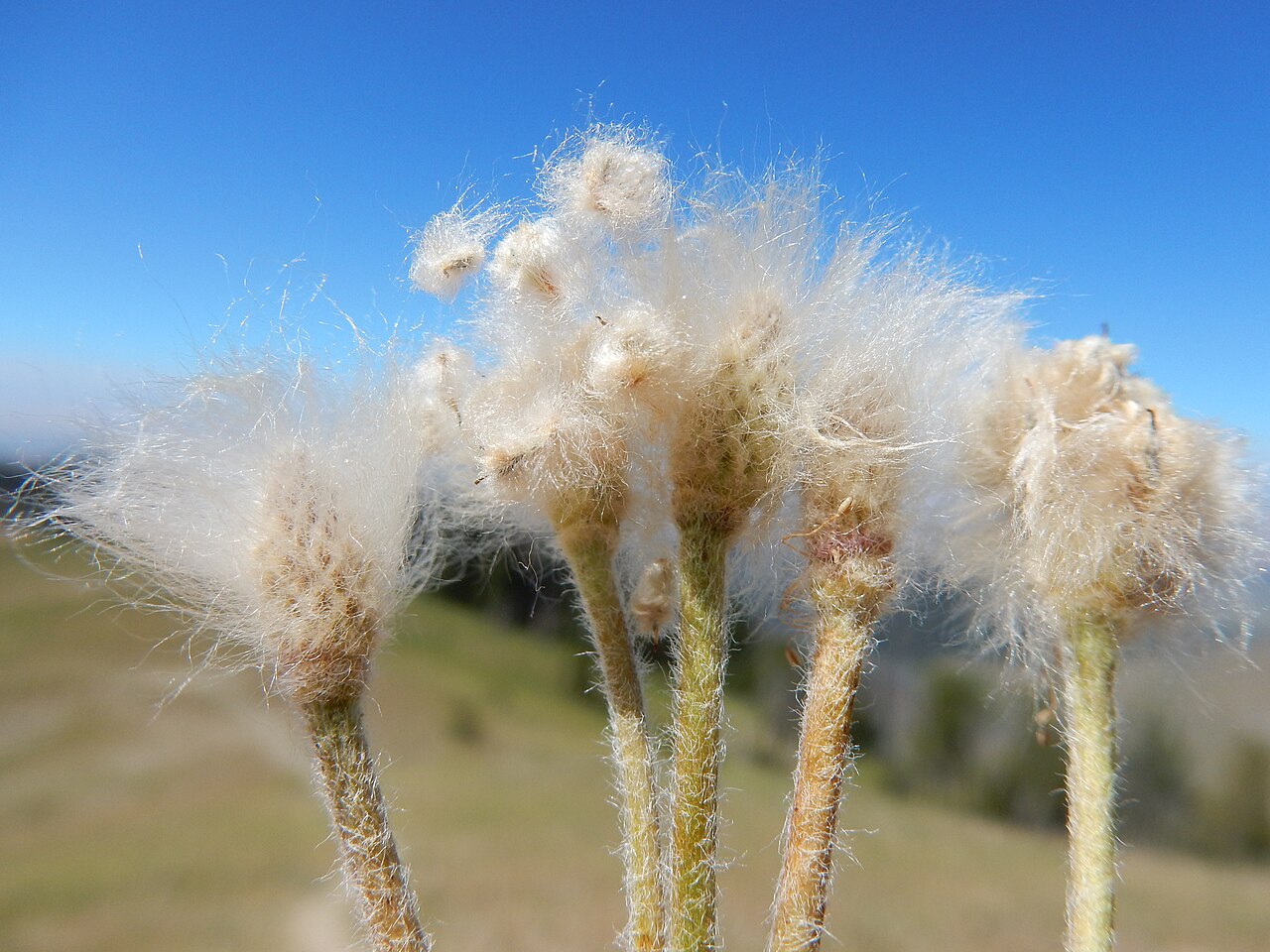 Cut-leaf Anemone (Anemone multifida) - PlantNative.org Woolly fruiting heads of cutleaf anemone (Anemone multifida) releasing cottony achenes against a blue sky