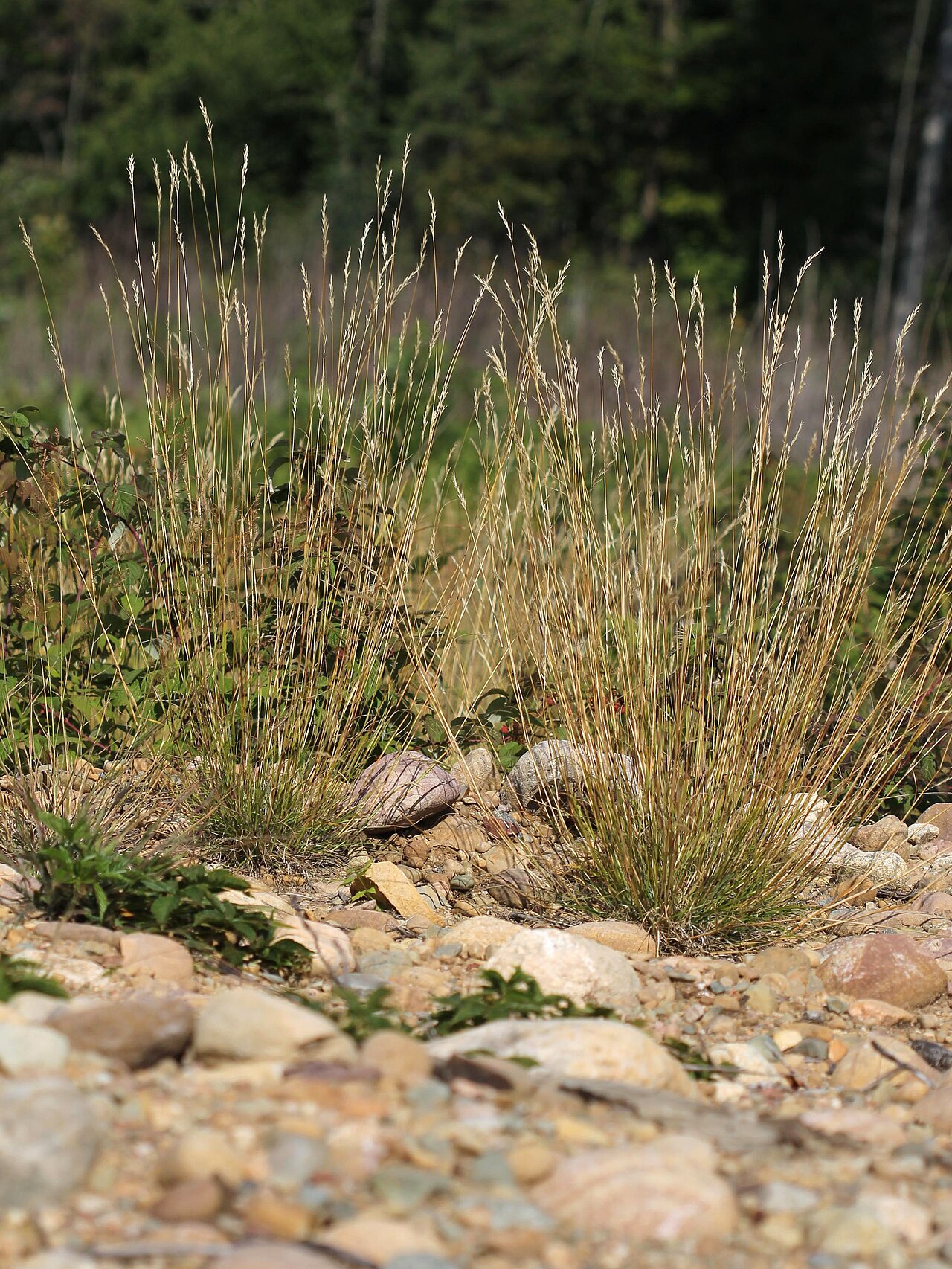 Poverty Oatgrass (Danthonia spicata) - PlantNative.org Poverty oatgrass with slender stems above a basal tuft in a rocky Ontario habitat.