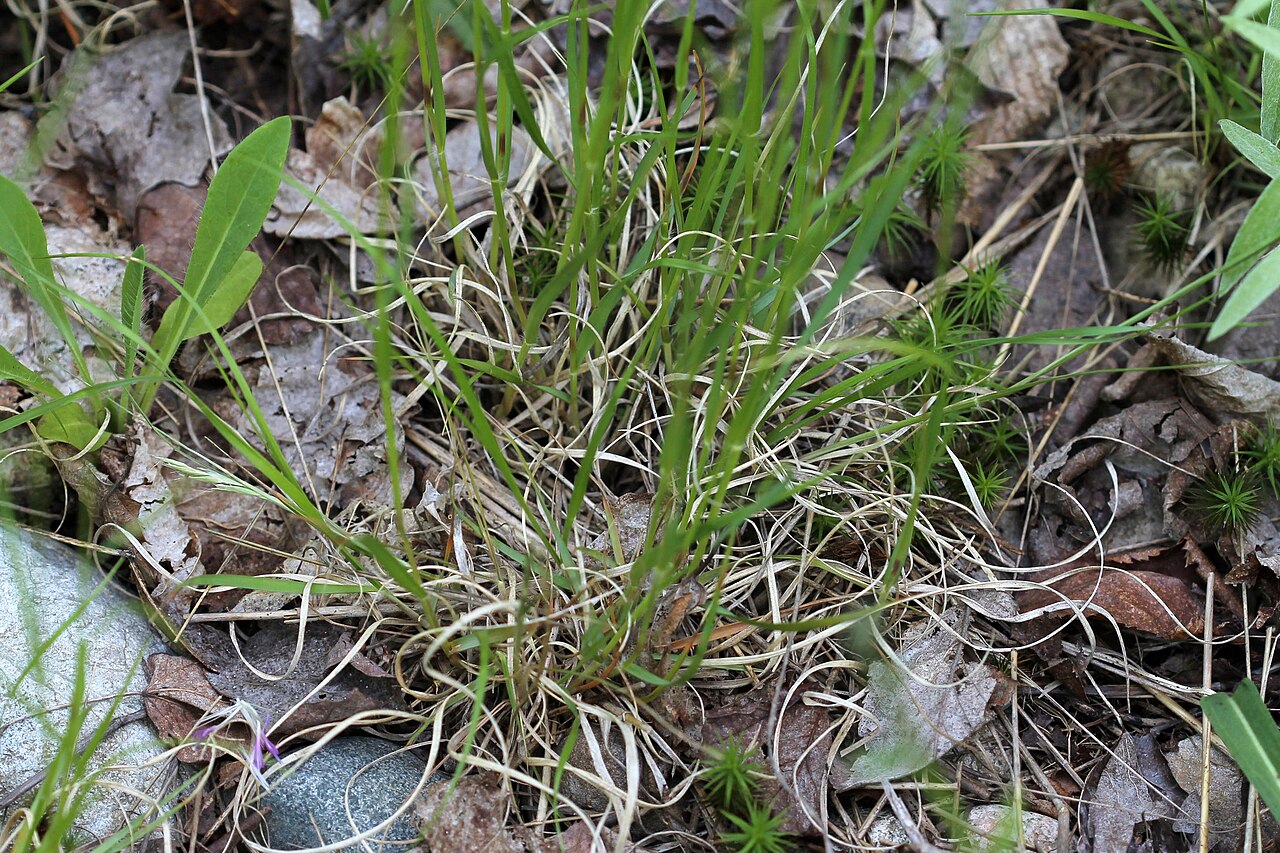 Poverty Oatgrass (Danthonia spicata) - PlantNative.org The persistent curled basal leaves that help identify poverty oatgrass.